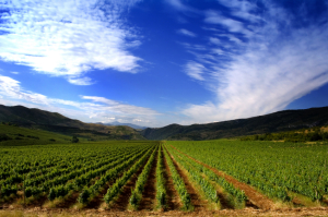 Vineyard and Sky