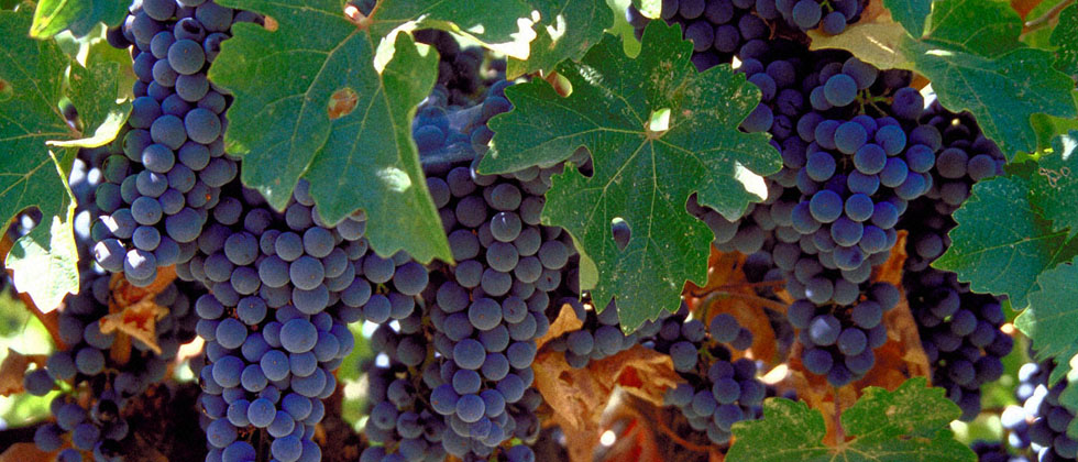 California Grapes