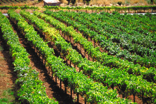 Quality Wine Comes From California