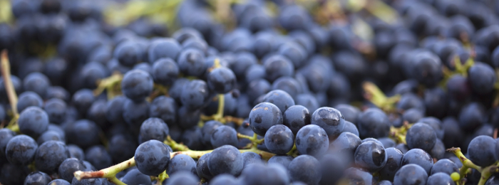 2014 Harvest Starts Early, Looks Good